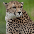 image Slow Cheetah
